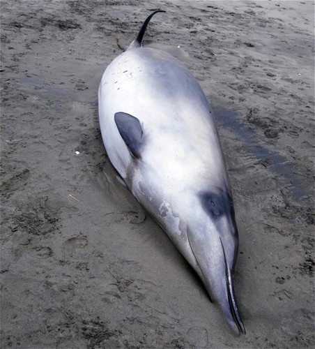 Spade-toothed whale was first mistaken for a Gray’s beaked whale but later identified by its DNA ©  SW